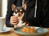 adorable-chihuahua-dog-with-female-owner 2