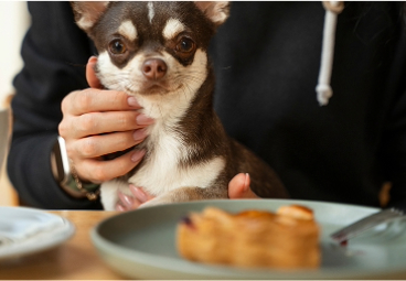 adorable-chihuahua-dog-with-female-owner-2-3